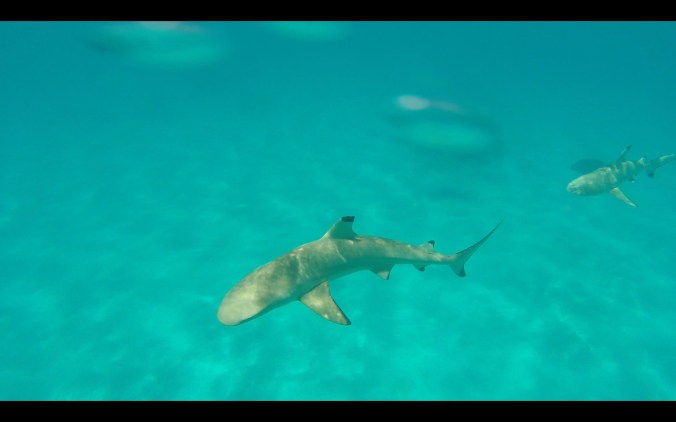 Screen Shot 2018-06-01 at 23.25.10