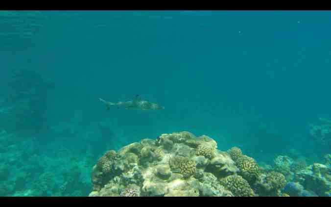 Screen Shot 2018-06-01 at 09.02.55