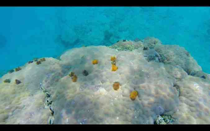 Screen Shot 2018-06-01 at 09.16.01