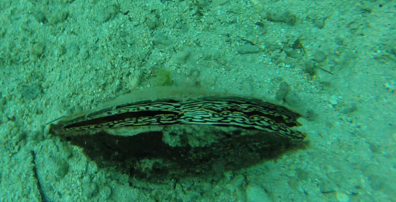 screen shot 2019-01-05 at 20.58.25